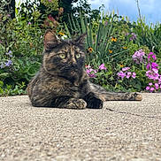 Sassy joined the competition — help win amazing prizes! animal, cat, concrete, daylight, flowers, fur, garden, greenery, mammal, nature, outdoor, pet, pink_flowers, plants, purple_flowers, relaxed, sky, tortoiseshell_cat, whiskers, yellow_flowers