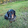 Dutchess Marie joined the competition — help win amazing prizes! dog, dachshund, black_and_tan, pet, animal, sitting, grass, outdoors, forest, trees, nature, portrait, long_ears, short_legs, collar, bib, brown_markings, black_fur, evening_light, soft_focus
