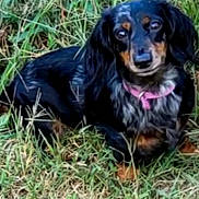 Dutchess Marie is registered to the contest to win money with this photo: dog, black_and_tan, long_hair, dachshund, pet, animal, grass, outdoors, lying_down, pink_collar, portrait, looking_at_camera, floppy_ears, brown_markings, fur, garden, nature, close_up, canine, relaxed