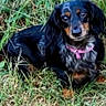 dog, black_and_tan, long_hair, dachshund, pet, animal, grass, outdoors, lying_down, pink_collar, portrait, looking_at_camera, floppy_ears, brown_markings, fur, garden, nature, close_up, canine, relaxed