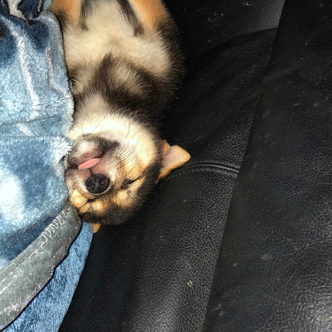 Kenji is registered to the contest to win money with this photo: carnivoran, dog, dog_breed, dog_breed_group, dog_like_mammal, fur, mammal, puppy, snout, whiskers