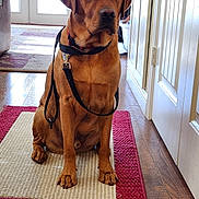 Rufus Mcdufus is registered to the contest to win money with this photo: animal, brown, calm, canine, collar, dog, domestic, door, floor, fur, hallway, house, indoor, leash, pet, portrait, rug, sitting, waiting, wood_floor