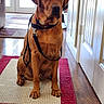 dog, brown, leash, sitting, indoor, rug, floor, wood_floor, door, hallway, pet, canine, animal, waiting, collar, house, domestic, fur, portrait, calm