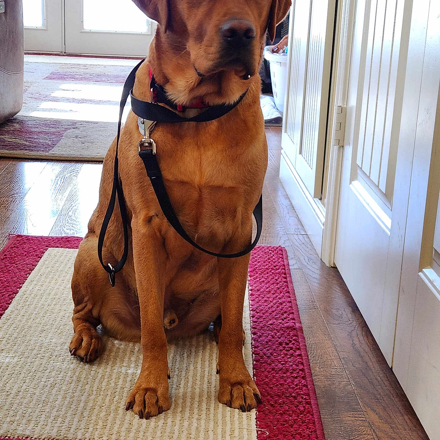 Rufus Mcdufus