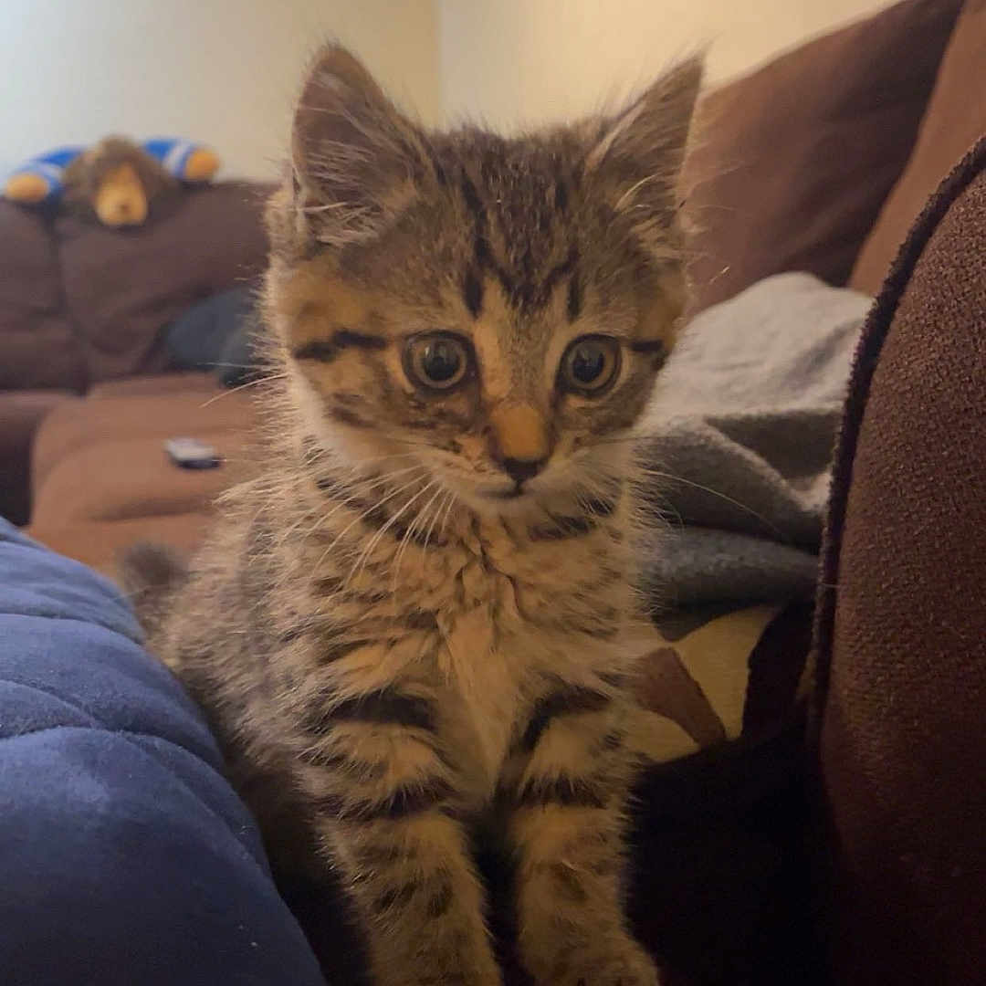Ham