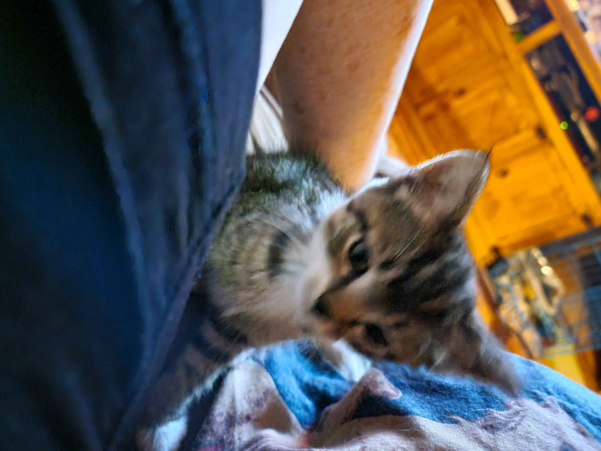 Jake joined the competition — help win amazing prizes! carnivore, cat, claw, comfort, denim, domestic_short_haired_cat, felidae, flooring, fur, human_leg, nap, paw, sitting, sleep, small_to_medium_sized_cats, tail, tree, whiskers, wildlife, wood