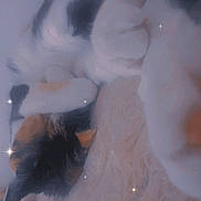 Munchkin joined the competition — help win amazing prizes! cat, calico, sleeping, cozy, fluffy_blanket, indoor, pet, fur, resting, cute, animal, whiskers, paw, relaxed, soft_texture, nap, domestic_cat, feline, comfort, sparkles