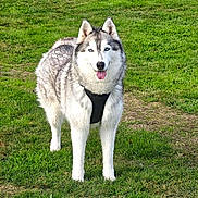 Ripley participe au concours pour gagner de l'argent avec cette photo : dog, siberian_husky, husky, canine, pet, animal, blue_eyes, fluffy, fur, black_and_white, standing, tongue_out, harness, outdoor, grass, lawn, field, portrait, happy, photogenic