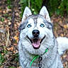 Ripley a rejoint le concours — aidez-le/la à gagner de superbes lots ! dog, siberian_husky, husky, canine, pet, animal, blue_eyes, fluffy, white_fur, gray_fur, open_mouth, tongue, happy, smiling, leash, collar, outdoor, forest, woodland, portrait