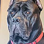 Southpaw is registered to the contest to win money with this photo: dog, black_dog, close_up, pet, collar, indoor, animal, canine, portrait, ears, large_dog, fur, looking_away, domestic_animal, muzzle, snout, watchful, alert, brown_eyes, red_collar