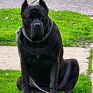 Southpaw joined the competition — help win amazing prizes! dog, black_dog, sitting, grass, chain_collar, leash, outdoor, pet, animal, canine, ears, sidewalk, pavement, greenery, daylight, watchful, alert, domestic_animal, portrait, park