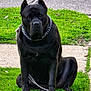 dog, black_dog, sitting, grass, chain_collar, leash, outdoor, pet, animal, canine, ears, sidewalk, pavement, greenery, daylight, watchful, alert, domestic_animal, portrait, park