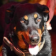 Pongo participe au concours pour gagner de l'argent avec cette photo : animal, black_coat, brown_eyes, canine, close_up, collar_buckle, dog, ear, expression, fur, hand, happy, indoor, leather_collar, nose, pet, portrait, sunlit, tongue_out, whiskers