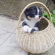 Luky a rejoint le concours — aidez-le/la à gagner de superbes lots ! animal, basket, black_and_white, cat, close_up, curious, cute, fur, greenery, kitten, nature, outdoor, pavement, pet, plant, playful, sitting, small, wicker, young