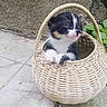 animal, basket, black_and_white, cat, close_up, curious, cute, fur, greenery, kitten, nature, outdoor, pavement, pet, plant, playful, sitting, small, wicker, young