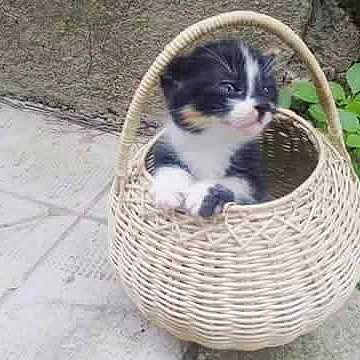 Luky a rejoint le concours — aidez-le/la à gagner de superbes lots ! animal, basket, black_and_white, cat, close_up, curious, cute, fur, greenery, kitten, nature, outdoor, pavement, pet, plant, playful, sitting, small, wicker, young
