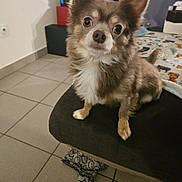 Ronn a rejoint le concours — aidez-le/la à gagner de superbes lots ! dog, small_dog, long_haired, chihuahua_like, pet, indoors, ottoman, tiled_floor, blanket, television, ears, wide_eyes, fur, paws, close_up, portrait, living_room, home, cute, attentive