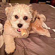 Teddy joined the competition — help win amazing prizes! dog, puppy, bed, blanket, bone, treat, cute, fluffy, pet, animal, lying_down, indoor, fur, playful, canine, adorable, looking_at_camera, tongue, ears, tail