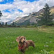 Biscuit participe au concours pour gagner de l'argent avec cette photo : dog, dachshund, weiner_dog, brown_fur, red_harness, outdoor, mountain, alpine, meadow, wildflowers, grass, trees, forest, clouds, blue_sky, landscape, nature, adventure, standing, pet