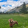 dog, dachshund, weiner_dog, brown_fur, red_harness, outdoor, mountain, alpine, meadow, wildflowers, grass, trees, forest, clouds, blue_sky, landscape, nature, adventure, standing, pet