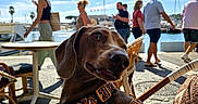 Biscuit participe au concours pour gagner de l'argent avec cette photo : dog, brown_dog, leopard_print_harness, harness, pet, animal, portrait, close_up, outdoor, marina, harbor, boats, water, sunny, blue_sky, cafe, patio, people, chairs, umbrella