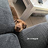 Biscuit a rejoint le concours — aidez-le/la à gagner de superbes lots ! dog, brown_dog, pet, puppy, face, eyes, nose, floppy_ears, peeking, couch, sofa, cushions, living_room, indoors, home, table, remote_control, tile_floor, portrait, text_overlay