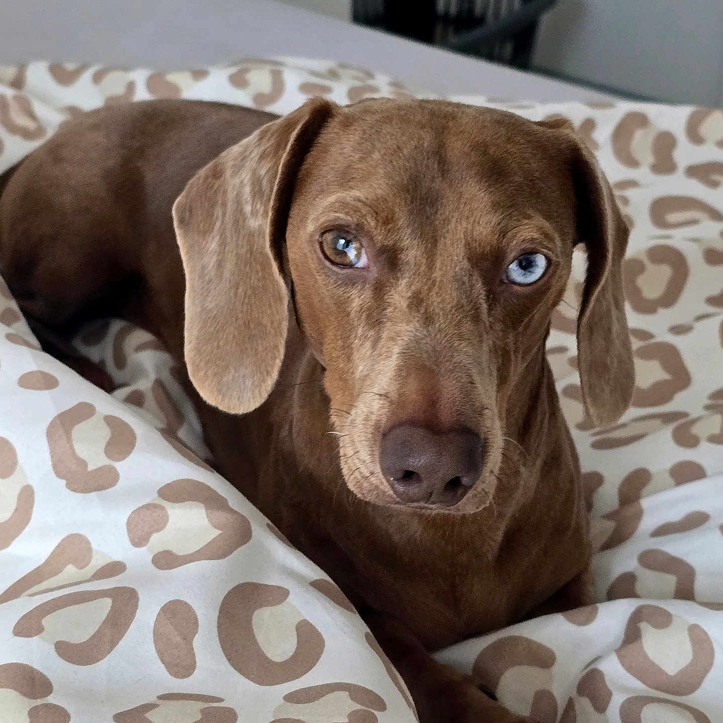 Biscuit a rejoint le concours — aidez-le/la à gagner de superbes lots ! dog, brown_dog, blue_eyes, pet, animal, portrait, close_up, lying_down, bed, bedding, leopard_print, indoors, bedroom, floppy_ears, short_hair, snout, nose, staring, cute, photography