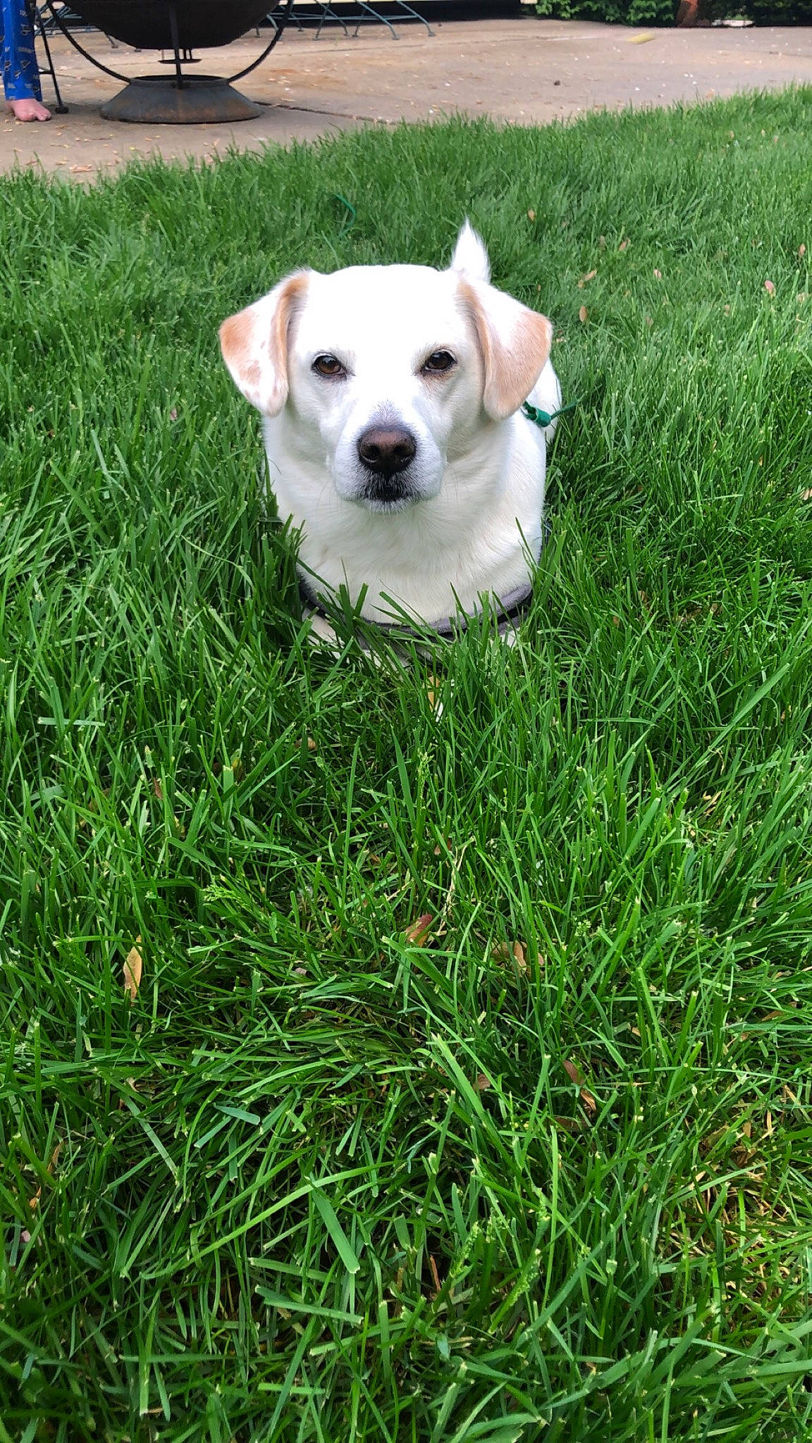 Casper is registered to the contest to win money with this photo: canidae, carnivore, companion_dog, dog, dog_breed, grass, labrador_retriever, mammal, plant, puppy, rare_breed_dog, snout, sporting_group, vertebrate