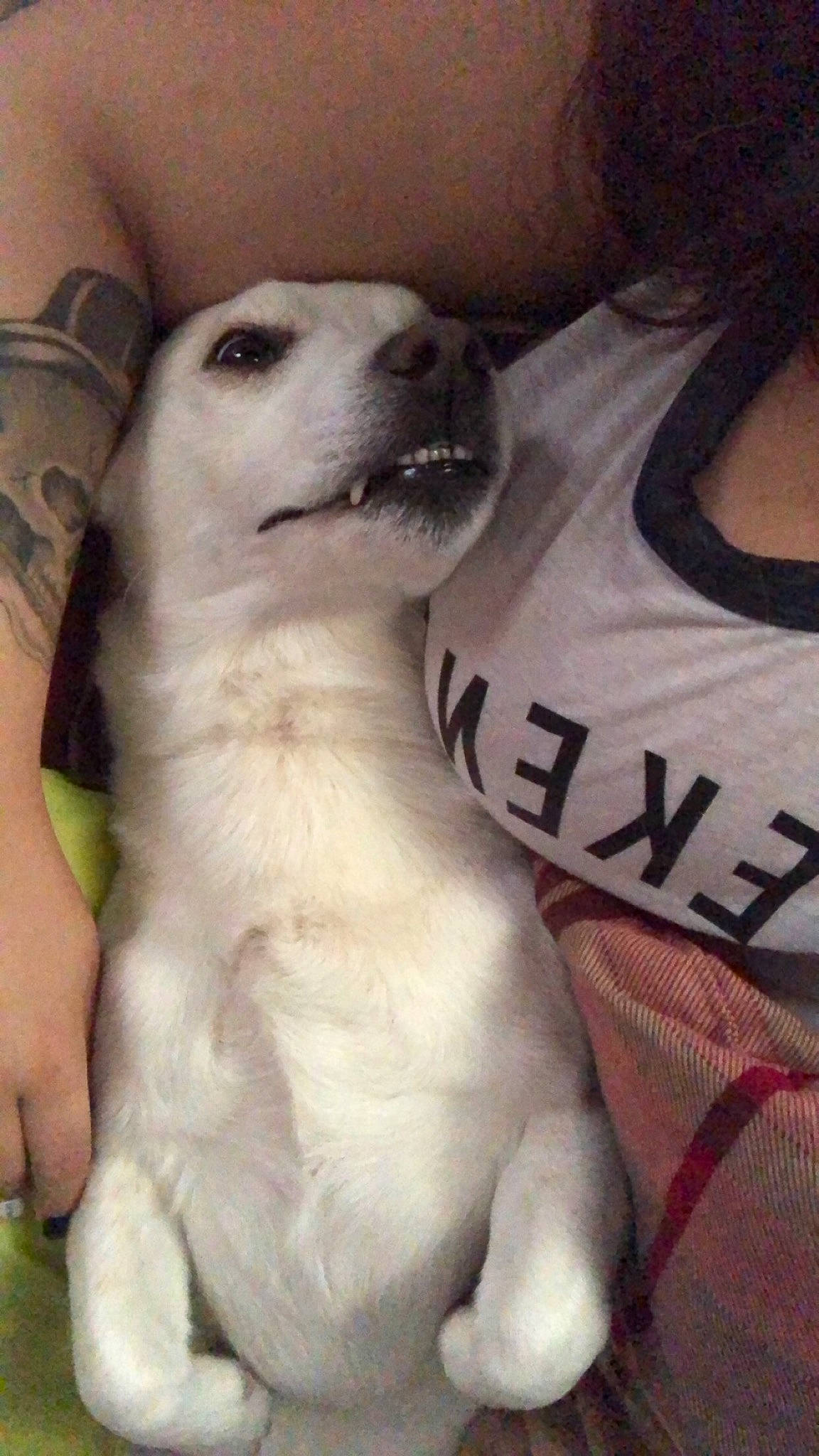 Casper joined the competition — help win amazing prizes! canidae, carnivore, companion_dog, dog, dog_breed, mammal, nose, puppy, puppy_love, rare_breed_dog, sporting_group, vertebrate