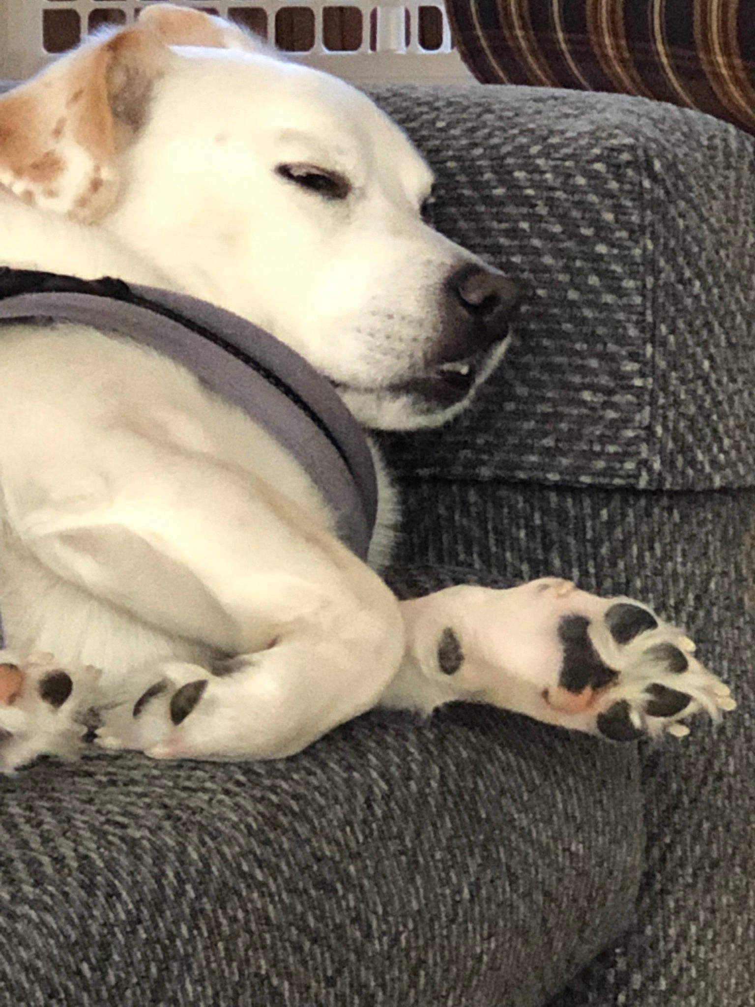 Casper is registered to the contest to win money with this photo: american_pit_bull_terrier, canidae, carnivore, dog, dog_breed, dogo_argentino, fawn, mammal, non_sporting_group, pit_bull, puppy, puppy_love, snout, sporting_group, vertebrate