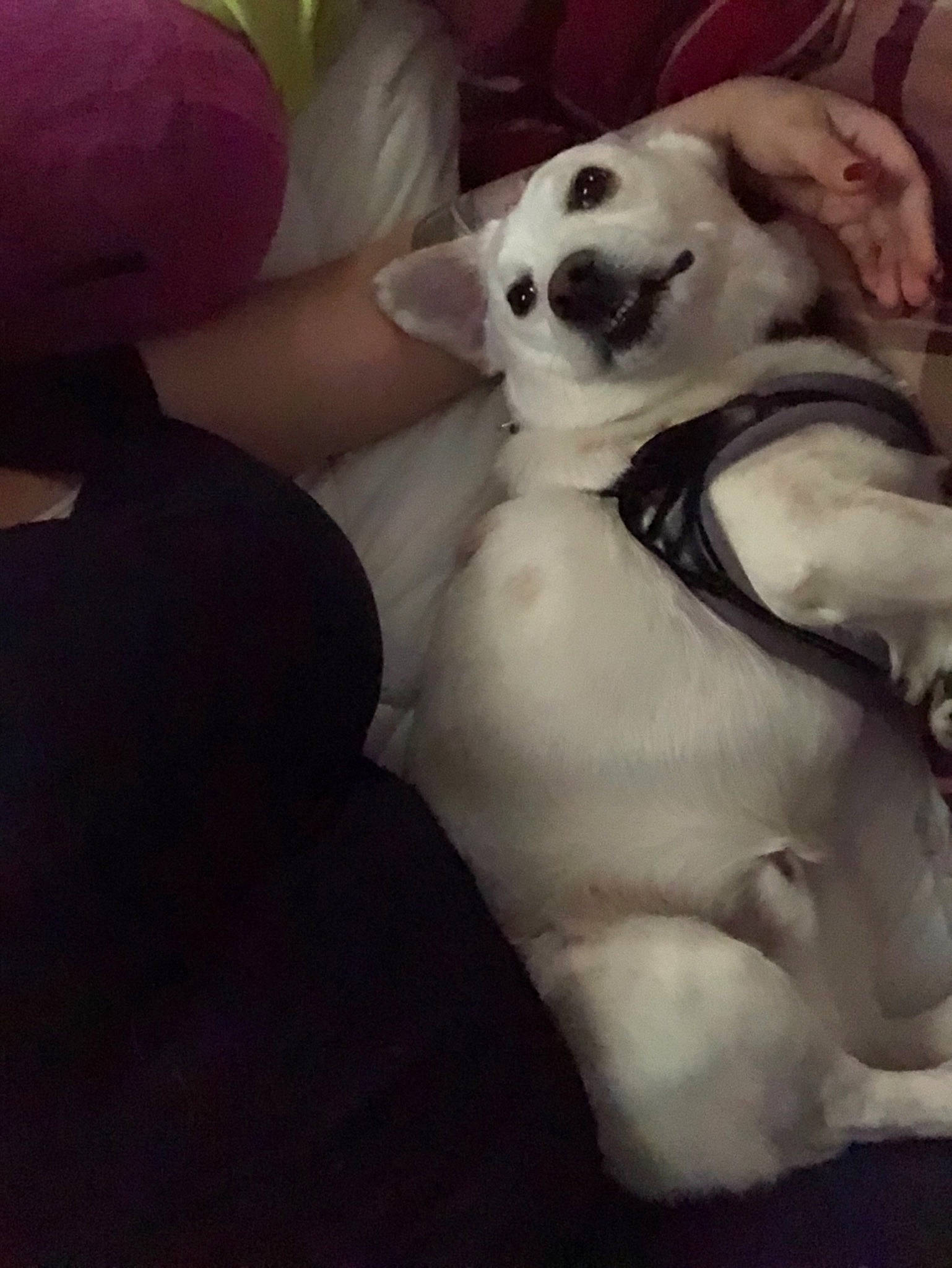 Casper is registered to the contest to win money with this photo: canidae, carnivore, companion_dog, dog, dog_breed, ear, fawn, head, labrador_retriever, mammal, non_sporting_group, nose, paw, puppy, puppy_love, retriever, sporting_group, tail