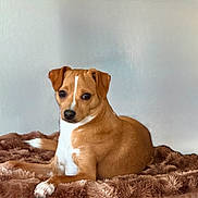 Bruno joined the competition — help win amazing prizes! dog, pet, brown_and_white, short_hair, sitting, indoors, blanket, shaggy_blanket, portrait, animal, canine, floppy_ears, dark_eyes, white_chest, white_paws, brown_fur, relaxed, home, cozy, photography