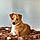 Bruno