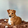 dog, pet, brown_and_white, short_hair, sitting, indoors, blanket, shaggy_blanket, portrait, animal, canine, floppy_ears, dark_eyes, white_chest, white_paws, brown_fur, relaxed, home, cozy, photography