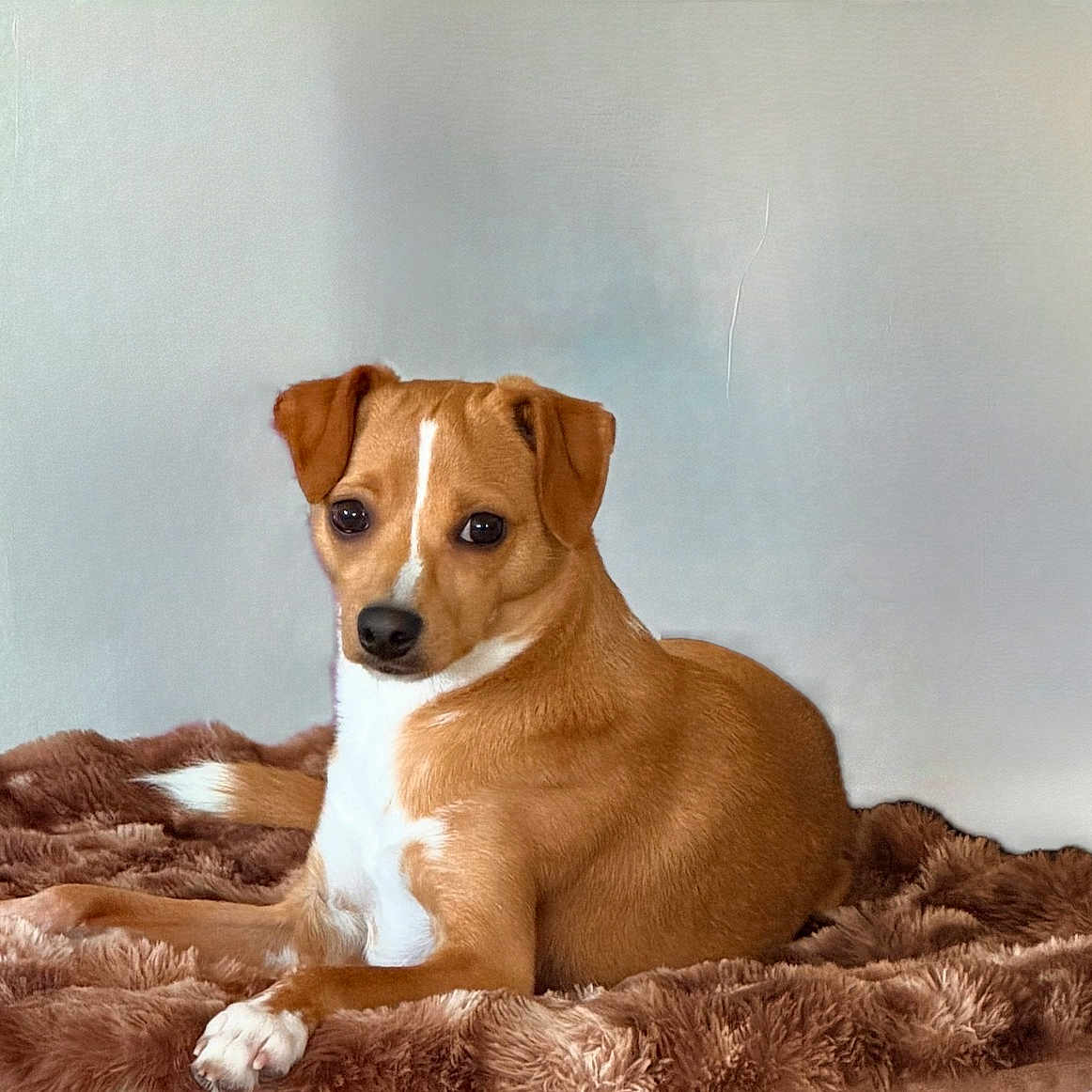 Bruno joined the competition — help win amazing prizes! dog, pet, brown_and_white, short_hair, sitting, indoors, blanket, shaggy_blanket, portrait, animal, canine, floppy_ears, dark_eyes, white_chest, white_paws, brown_fur, relaxed, home, cozy, photography