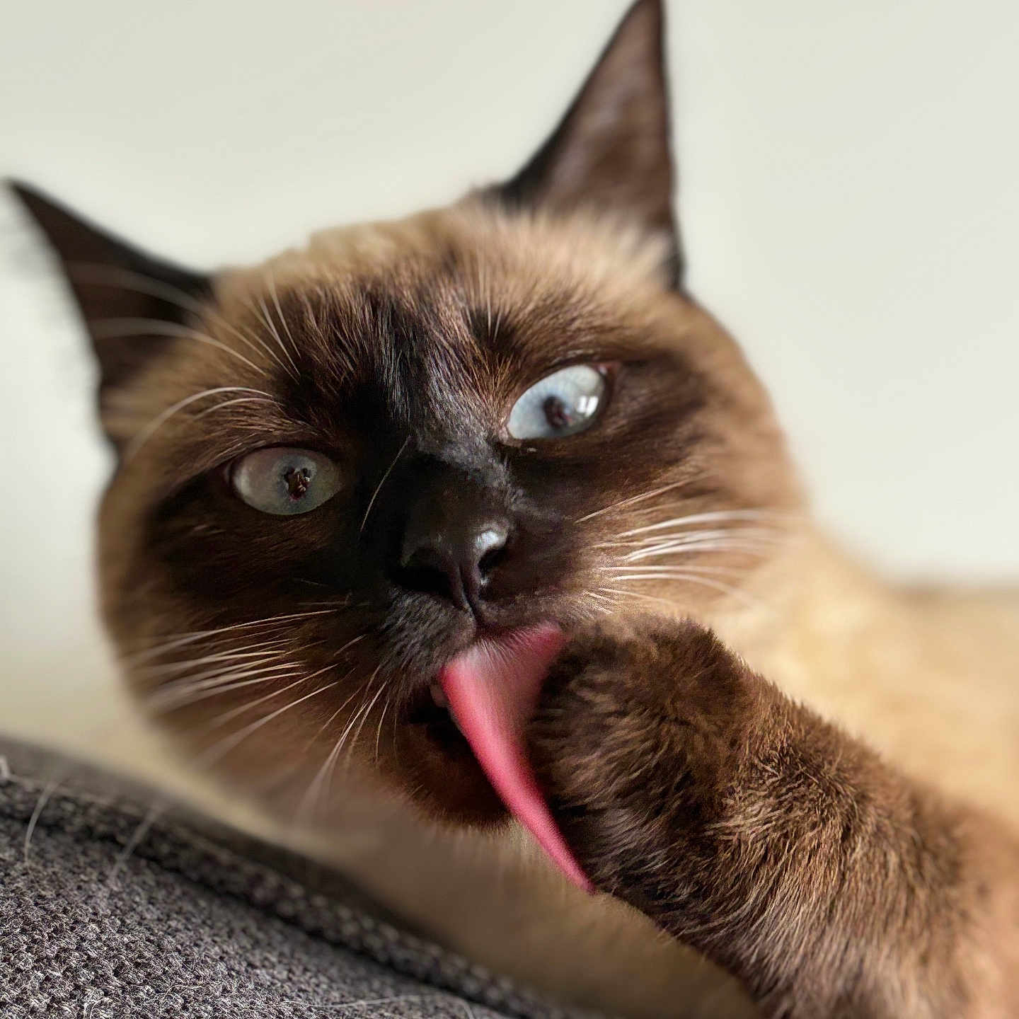 Joy participe au concours pour gagner de l'argent avec cette photo : animal, blue_eyes, cat, close_up, cute, fabric, focus, fur, grooming, indoor, mammal, paw, pet, portrait, resting, siamese_cat, soft_background, texture, tongue, whiskers