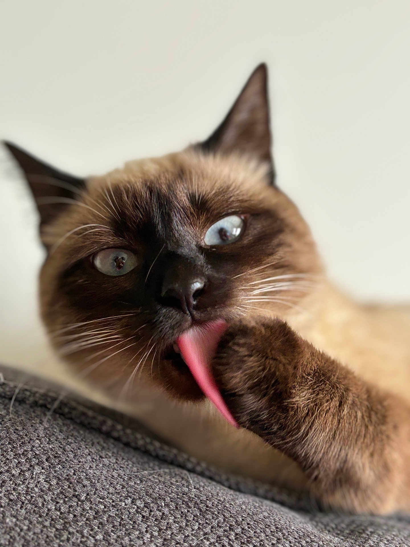 Joy participe au concours pour gagner de l'argent avec cette photo : cat, siamese_cat, tongue, paw, grooming, close_up, blue_eyes, whiskers, fur, pet, animal, indoor, resting, texture, fabric, cute, mammal, focus, portrait, soft_background