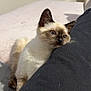 Joy participe au concours pour gagner de l'argent avec cette photo : cat, kitten, siamese, pet, animal, fur, whiskers, ears, face, eyes, leg, pants, black_clothing, resting, indoor, cute, curious, young, soft, closeup