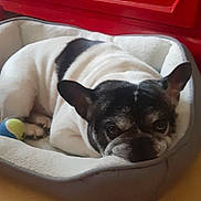 Narco participe au concours pour gagner de l'argent avec cette photo : french_bulldog, dog, pet_bed, toy, indoor, red_cabinet, cozy, resting, black_and_white, animal, canine, home, floor, fur, ears, face, cute, relaxed, domestic, companion