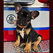 Peggy is registered to the contest to win money with this photo: animal, black_and_tan, close_up, collar, colorful_background, curious, cute, dog, ears, floral_bow, head_tilt, indoor, metal_surface, paw_tag, pet, portrait, puppy, shiny, sitting, young
