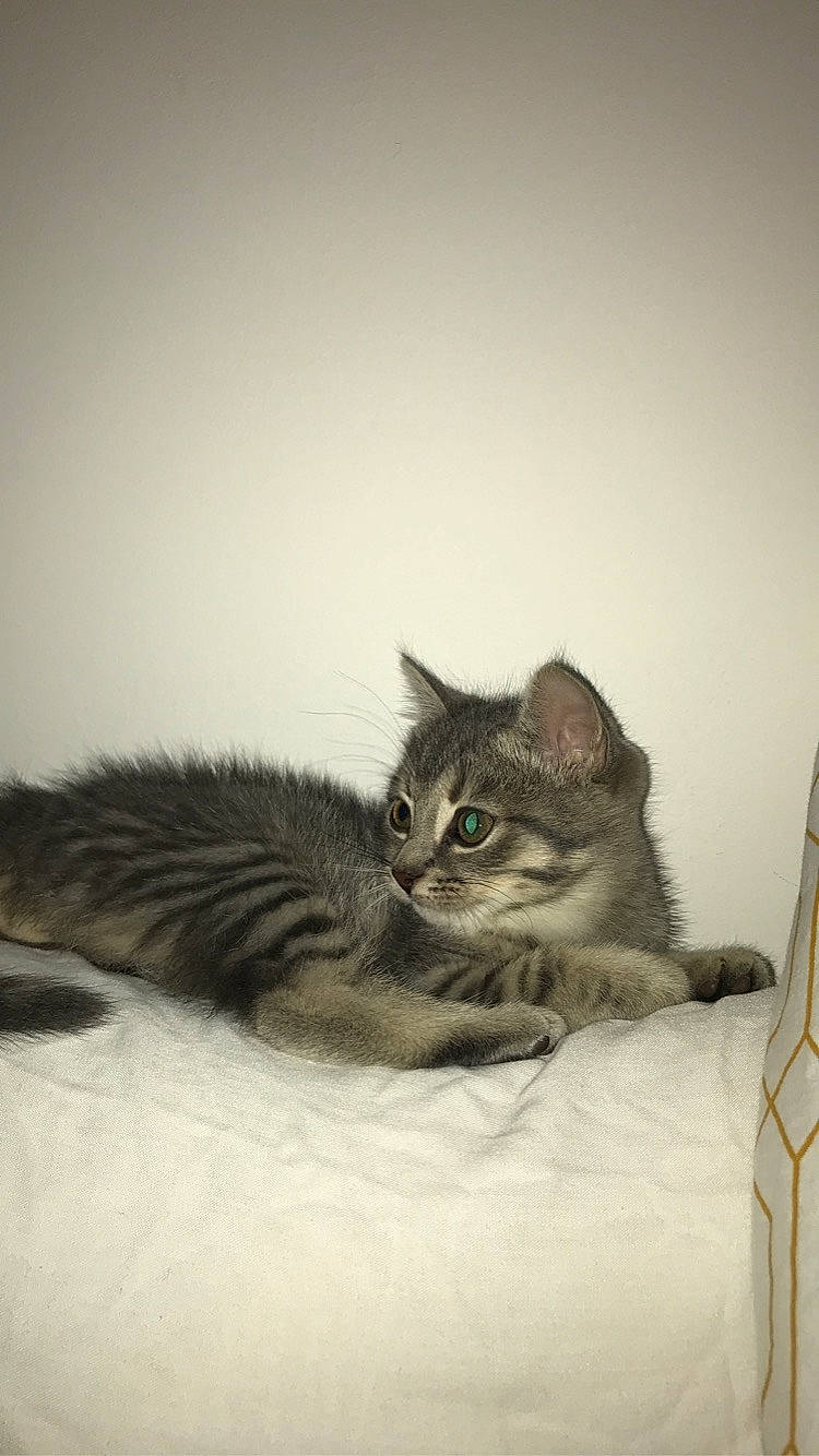 Panpan participe au concours pour gagner de l'argent avec cette photo : american_shorthair, asian, australian_mist, british_semi_longhair, carnivore, cat, domestic_short_haired_cat, dragon_li, ear, european_shorthair, eye, felidae, fur, kitten, mammal, small_to_medium_sized_cats, tabby_cat, vertebrate, whiskers