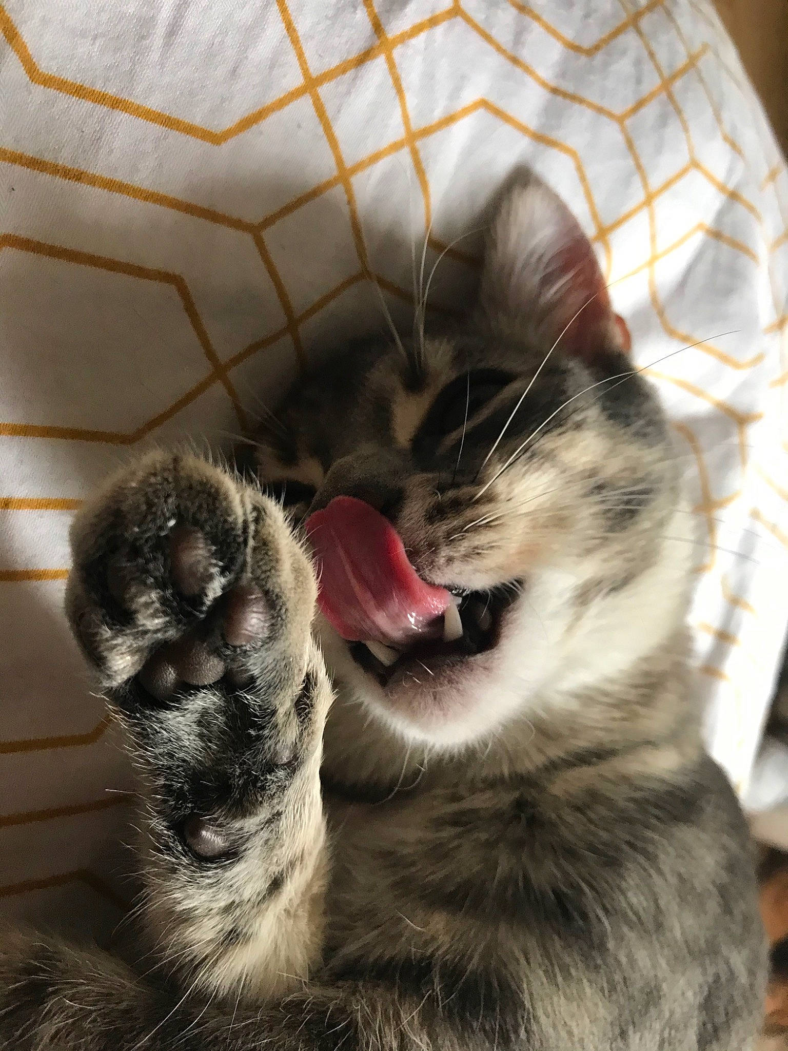 Panpan participe au concours pour gagner de l'argent avec cette photo : american_curl, american_shorthair, carnivore, cat, claw, domestic_short_haired_cat, egyptian_mau, european_shorthair, facial_expression, felidae, fur, mouth, nose, paw, polydactyl_cat, small_to_medium_sized_cats, snout, tabby_cat, whiskers, yawn