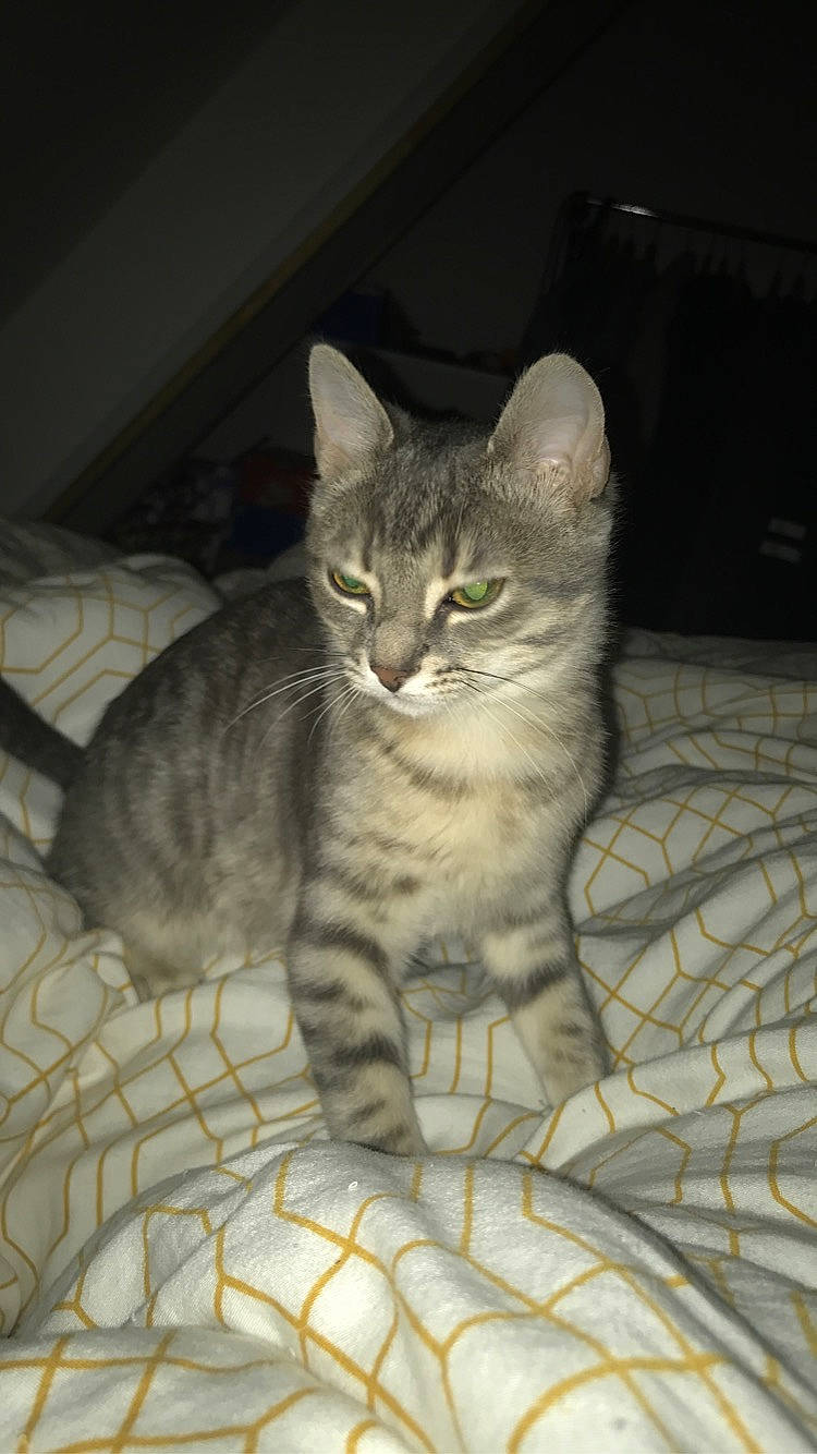 Panpan participe au concours pour gagner de l'argent avec cette photo : aegean_cat, american_shorthair, american_wirehair, asian, australian_mist, california_spangled, carnivore, cat, domestic_short_haired_cat, dragon_li, egyptian_mau, european_shorthair, felidae, kitten, mammal, ocicat, small_to_medium_sized_cats, tabby_cat, vertebrate, whiskers