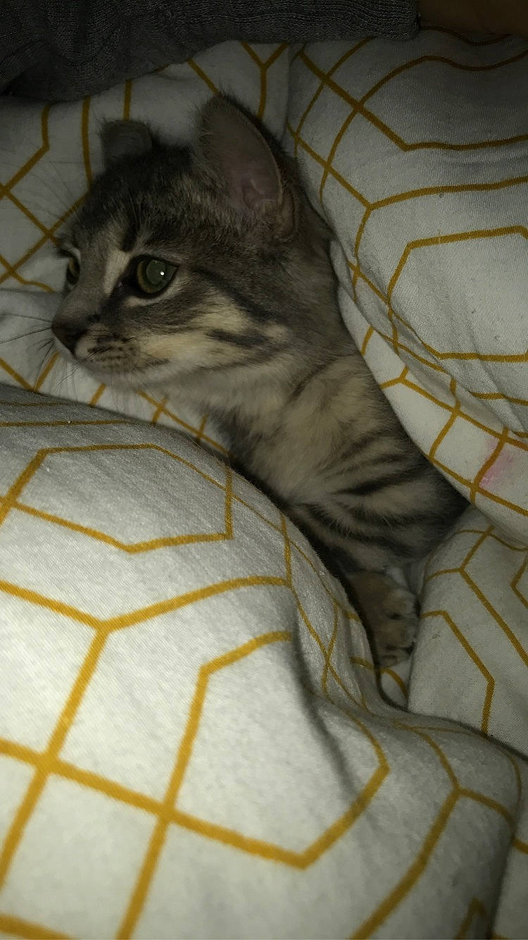 Panpan a rejoint le concours — aidez-le/la à gagner de superbes lots ! asian, carnivore, cat, domestic_short_haired_cat, european_shorthair, eye, fawn, felidae, kitten, norwegian_forest_cat, small_to_medium_sized_cats, snout, tabby_cat, whiskers