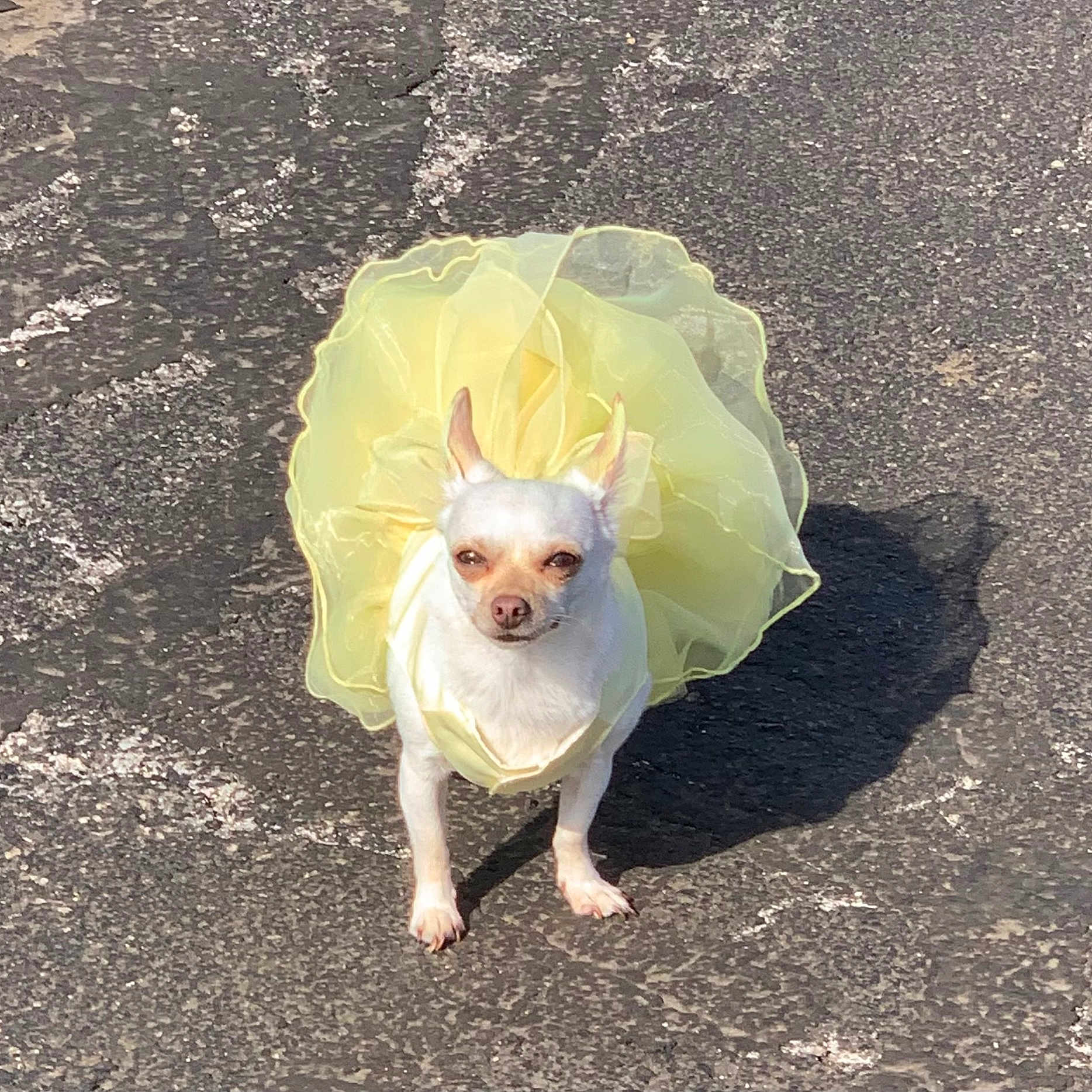 Angel joined the competition — help win amazing prizes! animal, architecture, building, canine, chihuahua, clothing, coat, costume, dog, dress, face, flower, head, person, pet, petal, photography, plant, portrait, puppy