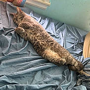 Smokie is registered to the contest to win money with this photo: bed, blue_sheet, cat, cozy, curtains, domestic_animal, feline, fluffy, fur, home, indoor, knitted_curtain, pet, relaxing, resting, sleeping, soft_texture, striped_pillow, sunlight, window