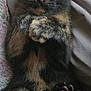 animal, blanket, cat, close_up, cozy, curious, cute, ears, eyes, face, fur, indoor, kitten, lying_down, paw, pet, resting, soft_texture, tortoiseshell, whiskers