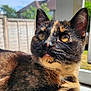 animal, blue_sky, cat, close_up, curious, daylight, domestic_cat, ears, face, fence, fur, mammal, nature, outdoor, pet, portrait, sunlight, tortoiseshell_cat, whiskers, window
