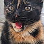 adorable, animal, cat, close_up, curious, cute, ears, expression, eyes, feline, fur, indoor, kitten, mouth_open, pet, portrait, soft, tortoiseshell, whiskers, young