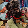 Oliver Quinn joined the competition — help win amazing prizes! animal, black_dog, blanket, couch, cozy, curious, dog, fabric, fluffy, furniture, green_bed, hand, home, indoor, pet, pillow, plush_toy, racoon_toy, red_harness, stuffed_toy